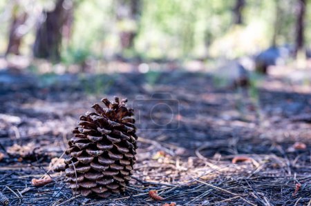 Jeffrey Pinecone laying on the forest floor with pine needles. . High quality photo
