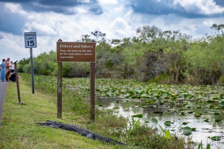 Alligator américain assis le long d'un sentier pédestre de Otter Cave Hammock Trail au parc national des Everglades. Photo de haute qualité