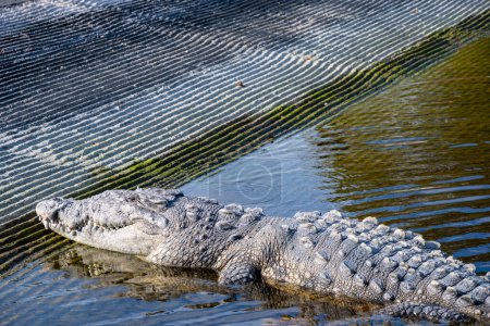Saltwater crocodile sunning on the boat dock at the Flamingo Marina of the Everglades National Park. High quality photo