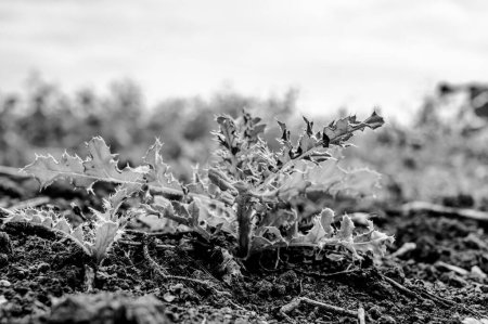Hierba nociva Cardo almizclero que crece en un campo cultivado. Foto de alta calidad
