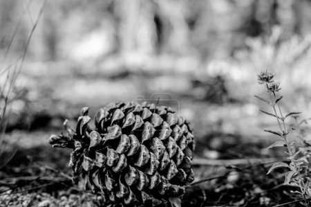 Foto de Jeffrey Pinecone tendido en el suelo del bosque con agujas de pino. .. Foto de alta calidad - Imagen libre de derechos