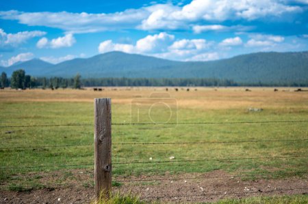Cattle free grazing in open flats outside of Fort Klamath , Oregon. High quality photo