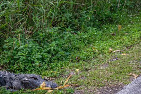 Amerikanischer Alligator auf einem Fußweg vom Royal Palm Visitor Center am Anhinga Trail im Everglades National Park. Hochwertiges Foto