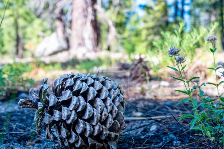 Jeffrey Pinecone laying on the forest floor with pine needles. . High quality photo