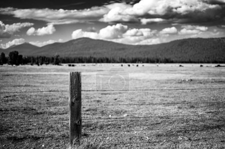 Cattle free grazing in open flats outside of Fort Klamath , Oregon. High quality photo