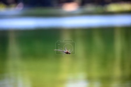 selective focus on a dragonfly in motion over a glassy lake. High quality photo