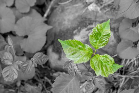 Selektiver Fokus auf die markanten drei Blätter einer Gift-Efeu-Pflanze. Hochwertiges Foto