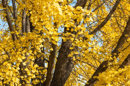 Téléchargez les photos : Ginkgo avec des feuilles jaunes vue rapprochée contre un ciel bleu clair en automne - en image libre de droit