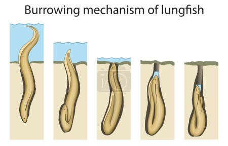 African lungfish have two lungs, and can breathe air