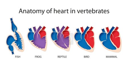 Anatomía comparativa del corazón en el diagrama de vertebrados