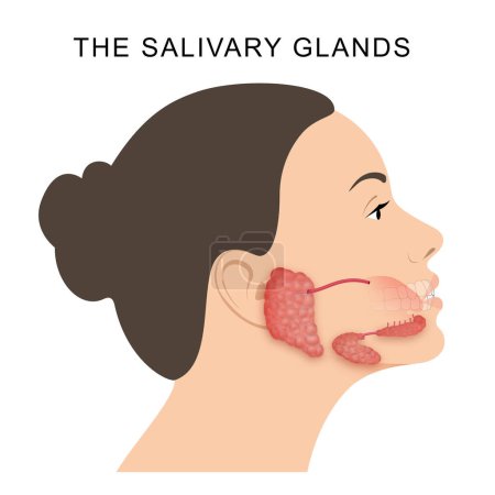 Les glandes salivaires chez les mammifères sont des glandes exocrines