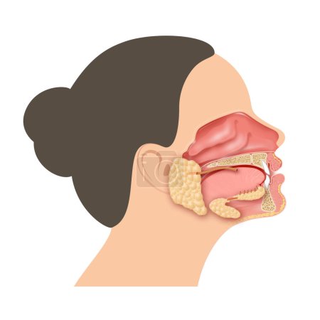 Photo for The salivary glands in the mouth - Royalty Free Image