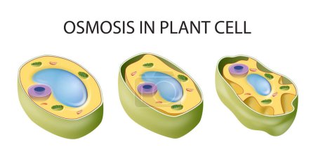 Diagrama que muestra ósmosis en células vegetales

