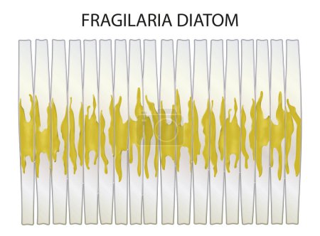 Téléchargez les photos : Fragilaria - genre de diatomées d'eau douce et d'eau salée - en image libre de droit