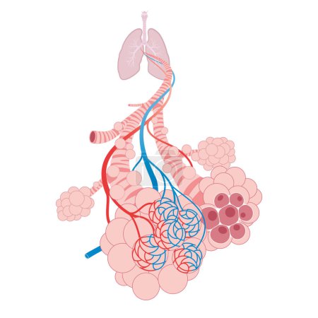 Foto de Pulmonary alveoli, trachea, and bronchiole in the lungs - Imagen libre de derechos