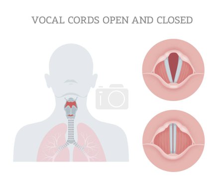 Téléchargez les photos : Vocal cords open and closed - en image libre de droit