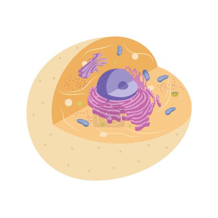 Photo pour Illustration of animal cell with organelles - image libre de droit