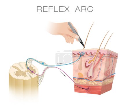 Foto de Spinal Reflex Arc Anatomical Scheme - Imagen libre de derechos