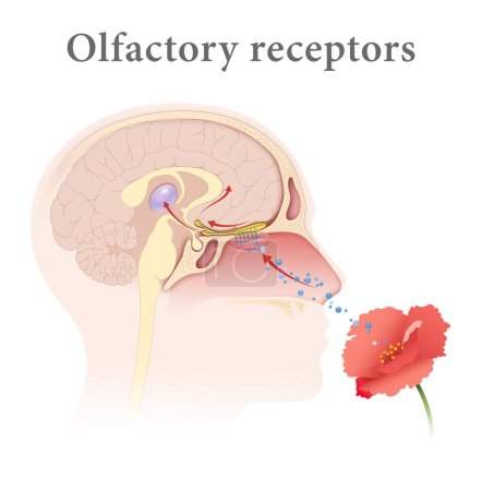 Photo for Human Olfactory Receptors and Pathway - Royalty Free Image