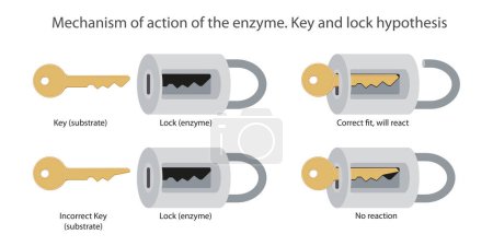 Photo for Mechanism of action of the enzyme. Key and lock hypothesis - Royalty Free Image