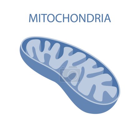 mitocondrias