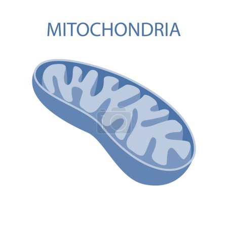 Photo pour La structure interne des mitochondries - image libre de droit