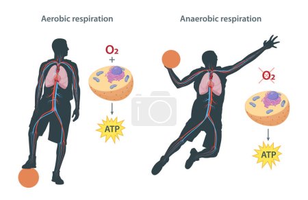 Photo for Difference between aerobic and anaerobic respiration - Royalty Free Image