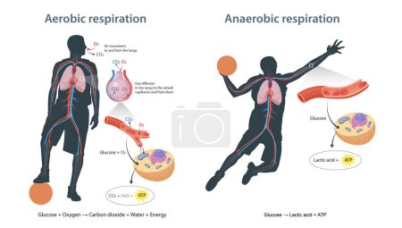 Aerobe und anaerobe Atmung in Zellen