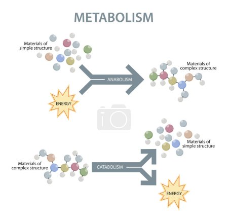 Photo for Metabolism of human organism illustration - Royalty Free Image