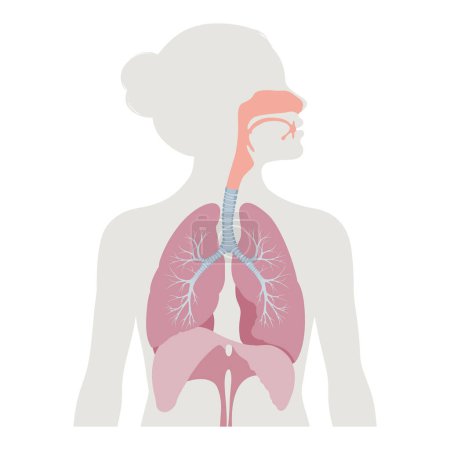 Illustration of the respiratory system