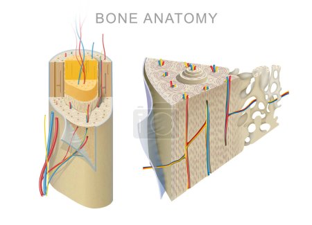 Anatomie eines langen Knochens