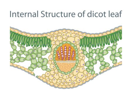 Anatomy of Dicot Leaf diagram