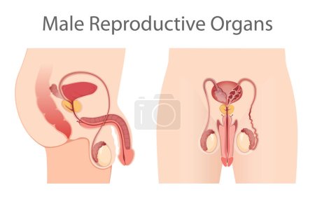 Téléchargez les photos : Illustration du système reproducteur masculin - en image libre de droit