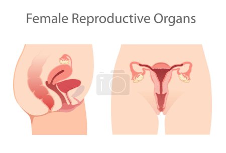 Ilustración del sistema reproductor femenino
