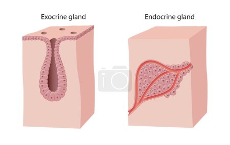 Photo for Difference between Endocrine and Exocrine Glands - Royalty Free Image