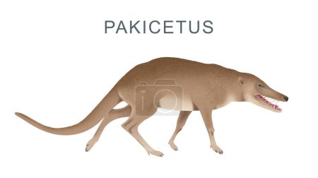 Ancestro de Ballena Caminante Pakicetus