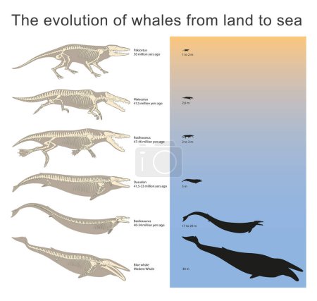 Foto de La evolución de las ballenas de tierra a mar - Imagen libre de derechos