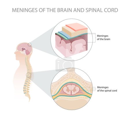 Foto de Meninges del cerebro y la médula espinal - Imagen libre de derechos