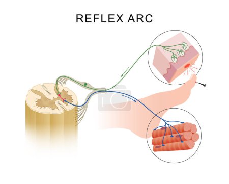 Reflex Action and Reflex Arc