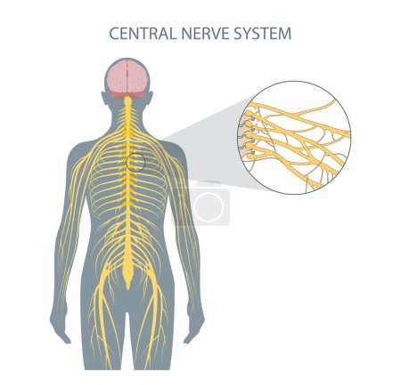 Téléchargez les photos : Structure du système nerveux central - en image libre de droit