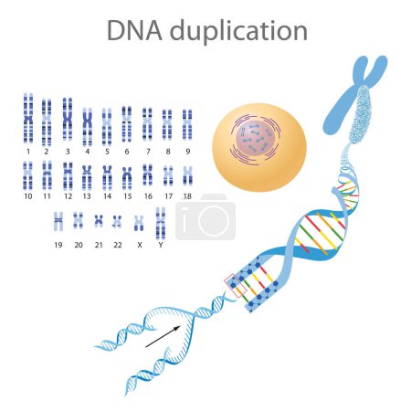 Téléchargez les photos : Structure de l'ADN et illustration de réplication - en image libre de droit