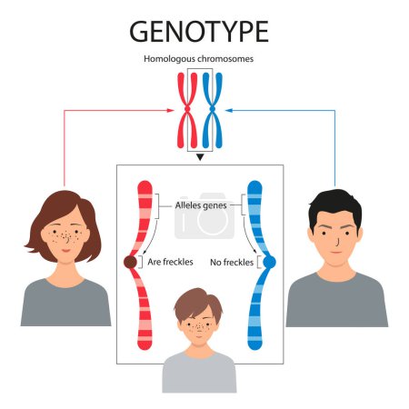 Les deux allèles d'une paire de gènes sont hérités, un de chaque parent