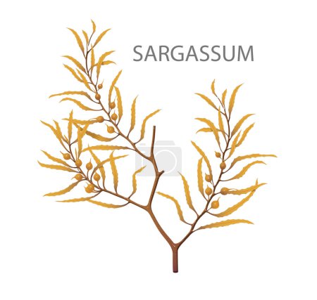 Photo for Sargassum: Seaweed or Brown Algae - Royalty Free Image