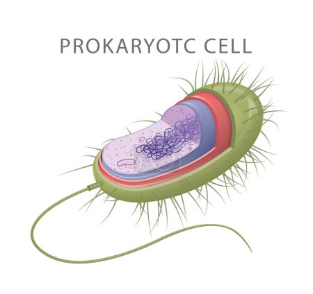 Photo for Prokaryotic cells: the smallest, simplest cell type - Royalty Free Image