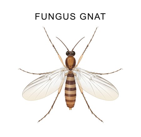 Le champignon Gnats est un ravageur des plantes d'intérieur