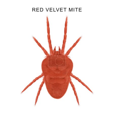 Ilustración de Mite de terciopelo rojo (Trombicula Fall nalis)