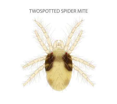 Ilustración de Spider Mite de dos manchas. Es una plaga..