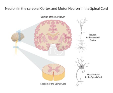 Neurone dans le cortex cérébral et neurone moteur dans la moelle épinière