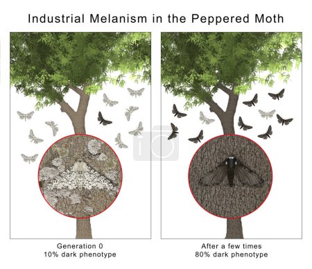 Industrial Melanism in the Peppered Moth