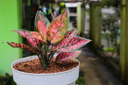 Aglaonema 'Spotted Star' on white pot with blurred background in the backyard.
